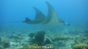 Mantas swam passed out of nowhere, the water was not very... by Helen Hansen 